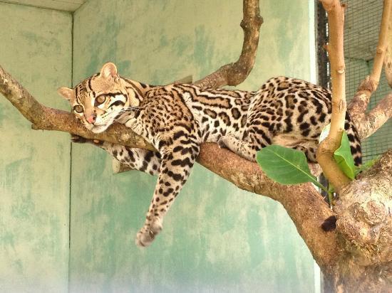 Guyana Botanical Gardens